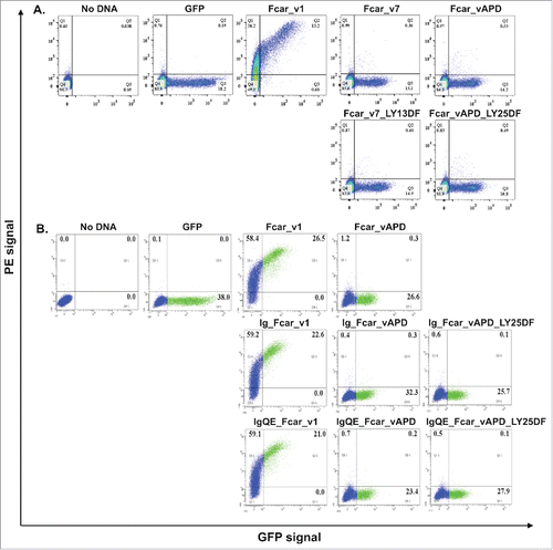 Figure 4. Analysis of signal peptide and cleavage site mutations. EXPI 293 cells transfected with the various mutants modifications made to the Fcar-eGFP variants and stained with mouse polyclonal anti-CD89 antibody followed by anti-mouse IgG1-PE for FACS analysis. Values on the dot plots represent percentages of cells in each quadrant. Gating was performed based on the no plasmid and eGFP controls. eGFP control cells were transfected with e-GFP construct and stained with polyclonal anti-CD89 followed by anti-mouse IgG conjugate with PE. (A) Analysis of variant 7 and APD mutants with the first 2 amino acids in EC2 (LY) substituted with that of EC1 (DF). With and without the S2 domain, modifications to the start of EC2 did not result in increased cell surface presence of the variants. (B) Analysis of signal peptide and cleavage site mutations. Fcar mutants with the IgE signal peptide with and without the additional S2-EC1 cleavage site QE were used to displace the original S1+S2 signal peptide on variants 1 and APD as well as mutant variant APD with EC1 (DF) substitution mutations on EC2. Regardless of the signal peptide and the presence of the QE cleavage site and the substitution on EC2, variant APD was not detected to have increased extracellular presence as determined by FACS. Each FACS experiment is based on 20,000 events and repeated at least 3 independent times.