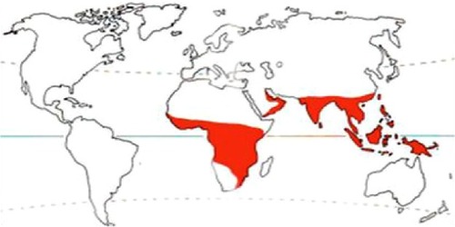 Figure 1 Showing the distribution of Chrysomya bezziana worldwide.