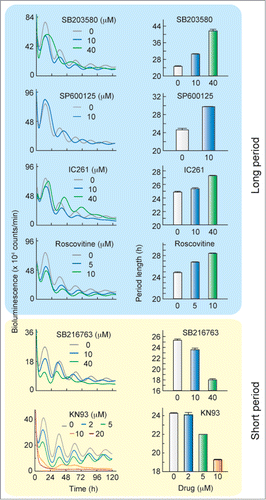 Figure 1. Period of the cellular clock is affected by treatment with SB203580, SP600125, IC261, Roscovitine, SB216763 or KN93. After treatment with 0.1 μM dexamethasone for 2 h, Rat-1-Bmal1-luc cells were transferred to the fresh medium containing 0.1 % DMSO with or without the kinase inhibitor. Left panels show representative raw results and right panels show mean period length with SEM from 4 independent experiments. The period length in the presence of 20 μM KN93 was not determined due to disruption of the bioluminescence rhythm.