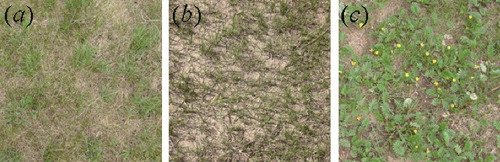 Figure 3. Sample plots with surface homogeneity in the Bashang Grassland.