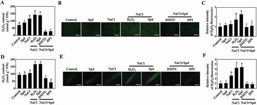 Figure 6. NADPH oxidase-mediated spermidine (Spd)-induced accumulation of H2O2 in cucumber. (A) H2O2 content in leaves. (B) DCF-DA staining of H2O2 accumulation in stems. Bars: 300 μm. (C) Relative intensity of H2O2 fluorescence in (B). (D) H2O2 content in roots. (E) DCF-DA staining of H2O2 accumulation in roots. Bars: 300 μm. (F) Relative intensity of H2O2 fluorescence in (E). Cucumber plants were pretreated with 5 mM DMTU or 0.1 mM DPI for 3 h, then exposed to 75 mM NaCl with 1 mM Spd or 10 mM H2O2. After the treatment for 12 h, the leaves, stems, and roots were collected for the detection of H2O2 content. Results are presented as the means of 3 biological replicates (± SE). Means with the same letter did not significantly differ at P < 0.05, according to Tukey’s test. Three independent experiments were performed with similar results