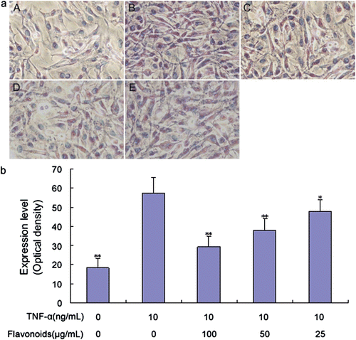 Figure 5. Effect of total flavonoids from Dracocephalum moldavica on TNF-α-induced ICAM-1 expression in rat VSMCs. (A) Immune staining for ICAM-1 expression in VSMCs in culture. (i) Cells with no treatment; (ii) cells treated with TNF-α (10 ng/mL); (iii) cells treated with TNF-α (10 ng/mL) and total flavonoids (100 μg/mL); (iv) cells treated with TNF-α (10 ng/mL) and total flavonoids (50 μg/mL); (v) cells treated with TNF-α (10 ng/mL) and total flavonoids (25 μg/mL). (B) Staining was quantified as optical density using an automated image analysis system. Values are represented as mean ± SEM (n = 6). Asterisks indicate a significant difference as compared to TNF-α alone group. *p < 0.05; **p < 0.01.