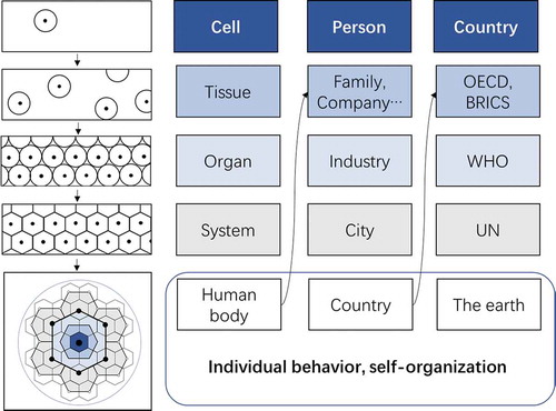 Figure 1. The metaphor of organism among diffident scale