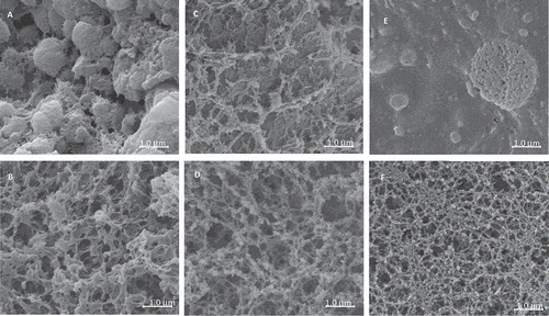 Figure 6  Scanning electron microscopy of calcium caseinate (CC) or whey protein isolate (WPI), and CC/WPI gels at 60°C. (A) CC (pH 2.5), (B) CC (pH 9.0), (C) WPI (pH 2.5), (D) WPI (pH 9.0), (E) CC/WPI (10:5 wt%) pH 2.5, and (F) CC/WPI (10:5 wt%) pH 9.0.