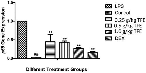 Figure 4. Effects of TFE on the p65 gene expression in NF-κB signaling pathway in lung tissues of LPS-induced ALI. (#compared with the control, *compared with LPS, **/##p < 0.01).