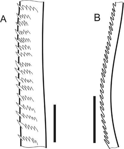 Figure 9. Chaetae of south boreal-lusitanian Micronephthys hartmannschroederae. A, spinose; B, serrate. Scale bars: all 10 μm. Both LM drawings, middle parts.
