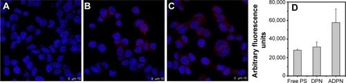 Figure 6 Confocal images of SK-OV-3 cells in the presence of free PS (A), DPN (B), and ADPN (C). Fluorescence intensity from the channel specific to PS in each of the samples is presented (D).Notes: Nuclei were stained with Hoecsht 33342 dye. Fluorescence of PS was used to image the presence of dendrimers in the cells.Abbreviations: PAMAM, poly(amidoamine); PS, 5,10,15,20-tetrakis (4-hydroxyphenyl)-21H,23H-porphine; DPN, PAMAM-(PS)-Ni-NTA; ADPN, DPN with affinity.