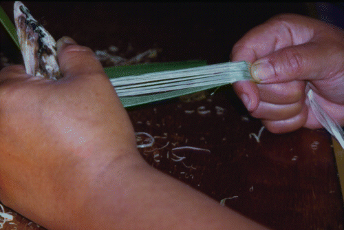 Figure 4  Kairaranga (weaver) Kahu Te Kanawa preparing muka (harakeke fibre) for weaving. Source: Sue Scheele.
