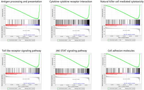 Figure 7 Gene sets enriched in the high LAPTM5 expression phenotype by GSEA.