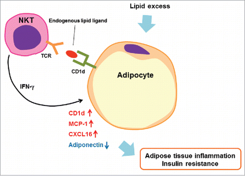 Figure 1. A causative interaction for adipose tissue inflammation between NKT cells and adipocytes. Mature adipocytes express CD1d and act as antigen-presenting cells for NKT cells. NKT cells are activated by endogenous lipid ligand(s) presented via CD1d, which may be synthesized in adipocytes. NKT cells produce IFN-γ due to this interaction which modulates the function of adipocytes to induce adipose tissue inflammation by further increasing the expression of CD1d, MCP-1, and CXCL16 and by decreasing anti-inflammatory adiponectin. NKT cells can foster an inflammatory milieu in adipose tissue, which contributes to the development of insulin resistance, obesity, and more.