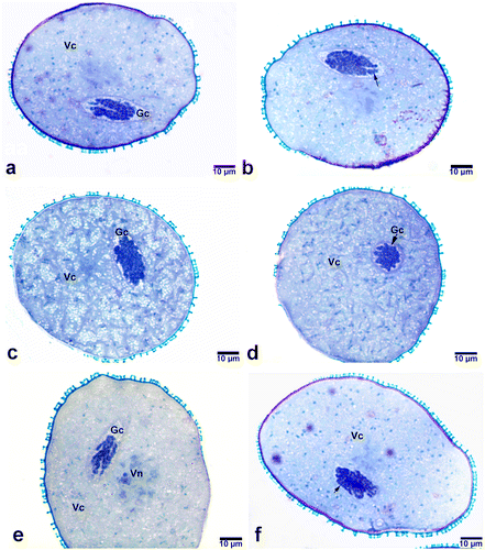 Figure 6. Generative nuclei in mature pollens of Pancratium maritimum (at dehiscent stage of anthers). (a, b) Polytenic structures in which chromatid pairing varies regionally. Note the degradation occurring in the polytenic structure in (b) (arrow). (c, d, e) Generative nuclei that do not exhibit polytenic properties. (f) Polytenic nuclei having reticulate structure. Note the loosely attached chromatids (arrow). Gc, generative cell; Vc, vegetative cell; Vn, vegetative nucleus.