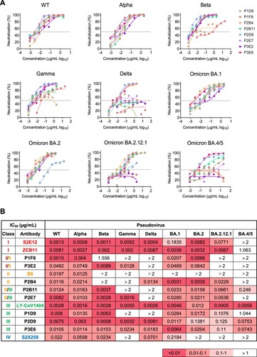 Figure 2. Multiple bNAbs display distinct neutralization profiles against pseudotyped SARS-CoV-2 variants. (A) The neutralization activity of P1D9, P1F8, P2B4, P2B11, P2D9, P2E7, P3E2 and P3E6 against pseudotyped SARS-CoV-2 WT and variants. The dashed line in each graph indicates 50% neutralization. (B) The summary of IC50 of the above NAbs. Published NAb controls from class I-IV (S2E12, ZCB11, B8, LY-CoV1404 and S2X259) are highlighted in colour. Ranges are indicated according to the colour bar below.