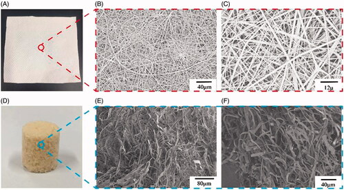 Figure 3. Digital photographs of resveratrol-loading PLA/Gelatine 3D nanofibre membrane and sponge. (A) General observation of resveratrol-loading PLA/Gelatine 3D nanofibre membrane; (B and C) SEM images of resveratrol-loading PLA/Gelatine nanofibre membrane with low and high magnifications. (D) General observation of resveratrol-loading PLA/Gelatine 3D nanofibre sponge; (E and F) SEM images of resveratrol-loading PLA/Gelatine 3D nanofibre sponge with low and high magnifications. SEM: scanning electronic microscope.