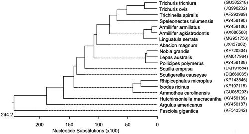 Figure 1. Phylogenetic tree generated by Clustal W software. Linguatula serrata has been placed into the class of maxillopoda formed a sister clade to the pentastomids Armillifer agkistrodontis and Armillifer armillatus.