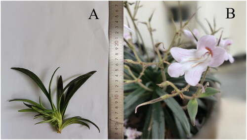 Figure 1. Reference image of Primulina hedyotidea taken by Haicheng Wen at the botanical garden of Guangxi University of Chinese Medicine.