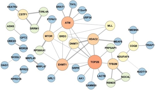 Figure 4 Protein–protein interaction network of the differentially expressed proteins between IH-exposed HUVECs treated with or without estradiol (E2). The protein–protein interaction network exhibited hubs containing proteins related to cellular stress response including ataxia telangiectasia mutated (ATM), DNA topoisomerase IIb (TOP2B), mammalian target of rapamycin (mTOR) and histone-lysine N-methyltransferase (EHMT1). The color and size of the nodes were set proportionally to the node degree by Cytoscape. The higher was the node degree, the larger was the size and brighter was the color of the node.