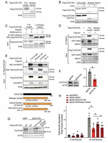 Figure 6. The human CLEC16A disease isoform is unstable and impairs mitophagy complex formation and β-cell function. (A) Representative Flag WB of full length human CLEC16A and the CLEC16A disease variant following transfection in 293 T cells. n = 3/group. (B) Representative WB of Flag-CLEC16A levels from 293 T cells transfected with a plasmid encoding full-length human CLEC16A or the CLEC16A disease variant CLEC16A following treatment with cycloheximide (CHX; 300 µg/mL) for 16 h. n = 3/group. (C) Representative WB of cell-based ubiquitination assay of overexpressed Flag-tagged CLEC16A or the CLEC16A disease variant performed in HEK293T cells co-transfected with MYC-Ubiquitin. Cells were treated with DMSO or 150 nM BafA for 12 h. Similar levels of Flag-CLEC16A protein between groups were achieved by transfection of the following plasmids encoding: 1x full-length CLEC16A (1.5 µg Flag-CLEC16A + 6 µg Flag-EV) or 5x CLEC16A disease variant (7.5 µg Flag-CLEC16A disease variant). n = 3/group. (D) Representative WB following endogenous RNF41 IP in HEK293T cells transfected with GFP-USP8 and Flag-EV, Flag-CLEC16A, or Flag-CLEC16A disease variant vectors. n = 3/group. (E) Representative WBs of cell-based assessment of binding and stabilization of overexpressed HA-tagged RNF41 by Flag-tagged CLEC16A full length, CLEC16A disease variant, CLEC16A ∆ internal, or CLEC16A alternative C terminus (or empty vector control) performed in HEK293T cells co-transfected with MYC-Ubiquitin. n = 3/group. (F) Representative CLEC16A WB of CLEC16A protein levels in scramble control (sgScr) or CLEC16A-deficient (sgClec16a) Min6 cells generated by CRISPR-mediated gene editing (with densitometry). (G) Representative CLEC16A WB of Min6 control and CLEC16A-deficient cells from (F) following transfection with Flag-CLEC16A, Flag-CLEC16A disease variant, or empty vector control into CLEC16A-deficient Min6 cells. (H) Glucose-stimulated insulin secretion (GSIS) assay performed in transfected Min6 cells from (G) 72 h after transfection with CLEC16A (or empty vector control) constructs, following static incubation in 2 mM or 20 mM glucose. n = 5/group. *p < 0.05.