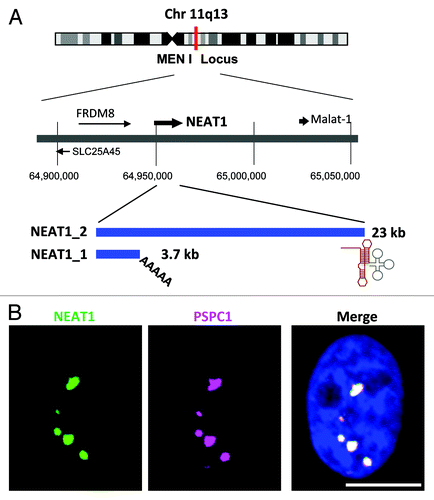 Figure 1. (A) The NEAT1 long non-coding RNA (lncRNA) is an RNA polymerase II transcript with unusual features. Schematics of the NEAT1 genomic locus and NEAT1 transcripts are shown. Chromosome 11 is shown with the chromosome bands seen on Giemsa-stained chromosomes. The position of the chromosome locus can be estimated according to the numbers below. FRDM8 and SLC25A45 are the protein-coding genes located adjacent to NEAT1. The arrows indicate the directions of transcription. NEAT1_1 and NEAT1_2 possess distinct 3′-terminal structures. The triple-helix structure (red line) stabilizes NEAT1_2. The tRNA-like structure (gray line) is recognized by RNase P to create the 3′-end of NEAT1_2. (B) NEAT1 lncRNA (green) and PSPC1 (magenta) are localized to nuclear paraspeckles, which appear as bright nuclear foci in the right photograph. Nuclear DNA was stained with DAPI (blue). Scale bar is 10 μm.