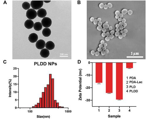 Figure 1 (A) TEM image of PDA NPs; (B) SEM image of PLDD NPs; (C) the size distribution of PLDD NPs by DLS; and (D) Zeta potential of PDA, PDA-Lac, PLD and PLDD NPs, respectively.