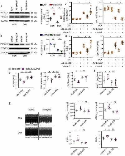 Figure 4. STAT3 is necessary for BMP10 to attenuate oxidative stress and apoptosis. a Western blot and analysis of STAT3 phosphorylation level in BMP10 overexpressed hearts (n = 6). b Western blot results and statistics of STAT3 phosphorylation in DOX-treated hearts with or without BMP10 silencing (n = 6). c Results of NADPH oxidase and SOD activities related to oxidative stress in cardiomyocytes. d ELISA results of Caspase3 activity and Cyt-C level in cardiomyocytes (n = 6). e Biochemical determination of CK-MB, LDH, cTnT serum levels in STAT3-flox and STAT3-cKO mice with or without BMP10 overexpression after DOX-treated (n = 6). f Measurement results of HW/TL in STAT3-flox and STAT3-cKO mice (n = 6). g Echocardiography and hemodynamic statistics after 5 days of DOX treatment in STAT3-flox and STAT3-cKO mice (n = 6). *p < 0.05 versus the matched group. NS means no significance.