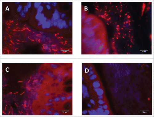 Figure 3. Representative colonic tissue images showing Clostridium spp (identified by FISH using the EREC 482 probe) adherence to the colonic epithelium. (A) Vehicle-treated animal. (B) Antibiotic-treated animal. (C) Non-treated naïve animal maintained in the same conditions as the experimental groups; included here for comparative purposes. (D) Negative control (hybridized with the control non-specific fluorescent probe NON338). In all cases (A–C) abundant bacteria was observed attached to the colonic epithelium. Note, however, that bacillary-shaped bacteria were observed in vehicle-treated animals (A) (similarly to that observed in the non-treated naïve animal, (C) while in antibiotic-treated animals (B) a shift in morphology, with the appearance of abundant coccoidal forms, can be observed.