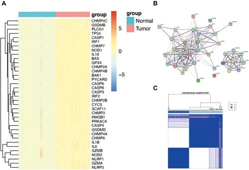 Figure 1 Expression of the 36 pyroptosis-associated genes and tumor classification based on them. (A) The expression of the pyroptosis-associated genes between the normal and tumor tissues (blue: low expression level; red: high expression level). (B) The PPI network among the 36 pyroptosis-associated genes (interaction score=0.4). (C) The tumor classification of 151 PAAD patients based on the consensus clustering matrix (k=2).