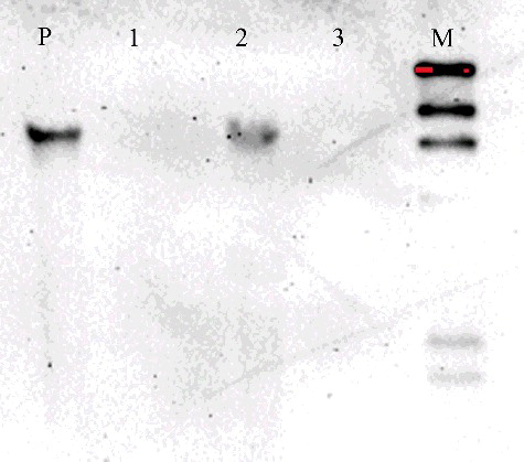 Figure 4. Southern blot analysis of transgenic plants to detect the gus gene copy number.