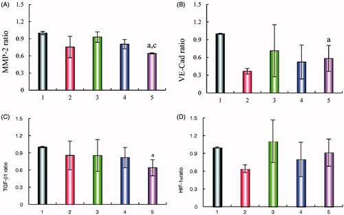 Figure 10. Regulating effects on VM related proteins. (A) MMP-2 protein expression ratio, (B) VE-Cad protein expression ratio, (C) TGF-β1 protein expression ratio, (D) HIF-1α protein expression ratio. Data are presented as the mean ± SD (n = 3). (1) Blank liposomes; (2) epirubicin liposomes; (3) dihydroartemisinin liposomes; (4) epirubicin–dihydroartemisinin liposomes; (5) R8 modified epirubicin–dihydroartemisinin liposomes. p<.05. a, vs. Blank liposomes; c, vs. Dihydroartemisinin liposomes. MMP-2: matrix metalloproteinase-2; VE-Cad: VE-Cadherin; TGF-β1: transforming growth factor-β1; HIF-1α: hypoxia inducible factor-1α.