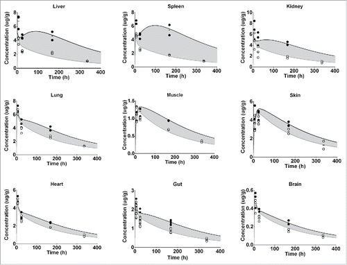 Figure 3. Represents the PBPK fit for all tissue PK data for the FcRn binding antibody. Each tissue is depicted in a subplot, including the measured data and model simulation for I-125 (white circles/gray) and In-111 (black circles/line). The gray shaded area indicates the difference between the measured PK of the I-125 and In-111 labeled antibody and is an indication of the degradation, and subsequent In-111 accumulation in the respective tissue.