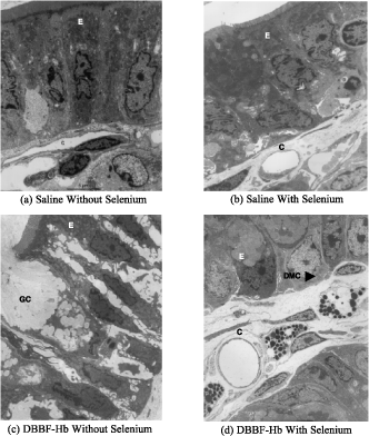 Figure 4. Typical electron micrographs of transverse sections through villi from the following groups: (a) rats injected with HBS-BSA and fed a normal diet, (b) rats injected with HBS-BSA and fed selenium supplement, (c) rats injected with DBBF-Hb and fed a normal diet, and (d) rats injected with DBBF-Hb and fed selenium supplement. In (a) and (b), the epithelial cells, E, are intact, adhering closely to the basement membrane and to each other. Sections through mucosal capillaries, C, can be seen. In (c) the epithelial cells are separated from each other and linked only by long, cytoplasmic protuberances. A goblet cell, GC, in the process of secretion can be seen. In (d) the epithelial cells are intact but the mast cells are degranulated (dmc). Magnification: ×6000.