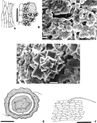 Figure 7 Seed. (A) Endotegmen in superficial view; (B) cotyledons in transverse cut; (C, D) SEM photomicrography, (C) aleurone of the cotyledons, (D) druse in the cotyledons. Peduncle of the fruit. (E) transverse cut; (F) superficial view of the epidermis. Bar size: 10 µm (C, D); 50 µm (A, B); 100 µm (F); 500 µm (E).