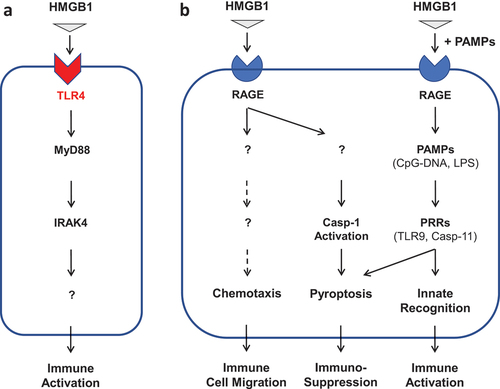 Figure 2. Divergent roles of TLR4 and RAGE in the regulation of HMGB1-mediated hyperinflammation and immunosuppression. Note: Extracellular HMGB1 can differentially bind distinct PRRs (such as TLR4 and RAGE) with different affinities. Consequently, HMGB1 may induce divergent inflammatory responses that include immune cell migration (chemotaxis), immune activation (hyperinflammation), or pyroptosis-associated immunosuppression.