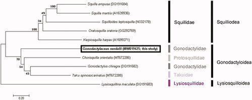 Figure 1. Phylogenetic tree of the complete mitochondrial genomes from ten stomatopods: Squilla empusa (DQ191684), Squilla mantis (AY639936), Squilloides leptosquilla (NC02178), Oratosquilla oratoria (GQ292769), Harpiosquilla harpax (AY699271), Chorisquilla orientalis (MT672286), Taku spinosocarinatus (MT672285), Lysiosquillina maculata (DQ191683), Gonodactylus chiragra (DQ191682), and Gonodactylaceus randalli (MW019425). The tree was constructed by using the maximum likelihood method.