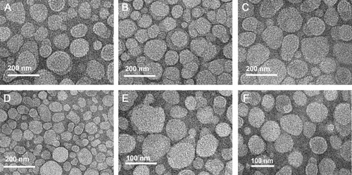 Figure 3 TEM micrograph of CA4-L (A), CA4-6-L (B), CA4-10-L (C), CA4-14-L (D), CA4-16-L (E), and CA4-18-L (F), respectively.Abbreviations: TEM, transmission electron microscopy; CA4-L, combretastatin A4-liposome; CA4-6-L, combretastatin A4-6 liposomes; CA4-10-L, combretastatin A4-10 liposomes; CA4-14-L, combretastatin A4-14 liposomes; CA4-16-L, combretastatin A4-16 liposomes; CA4-18-L, combretastatin A4-18 liposomes.