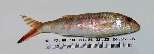 Figure 2. Upeneus pori caught off Lampedusa Island (Strait of Sicily).