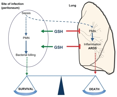 Figure 6 Glutathione regulates the balance between innate immunity or leukocyte infiltration at the site of infection to kill bacteria, and inflammation or leukocyte infiltration to the lung to cause organ failure.