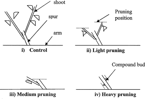 Fig. 2  The untreated control and three pruning treatments imposed after frost damage occurred