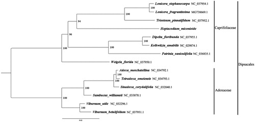 Figure 1. The best ML phylogeny recovered from 14 complete plastome sequences by RAxML. Accession numbers: Heptacodium miconioides Rehd. (This study, Genbank accession number: MH712480), Lonicera stephanocarpa NC_037954.1, Lonicera fragrantissima MG_738669.1, Triosteum pinnatifidum NC_037952.1, Dipelta floribunda NC_037955.1, Kolkwitzia amabilis NC_029874.1, Patrinia saniculifolia NC_036835.1, Weigela florida NC_037950.1; outgroups:Adoxa moschatellina NC_034792.1, Tetradoxa omeiensis NC_034793.1, Sinadoxa corydalifolia NC_032040.1, Sambucus williamsii NC_033878.1, Viburnum utile NC_032296.1, Viburnum betulifolium NC_037951.1.