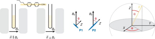 Figure 2. Overview of the two different orientations of the liquid crystal director with respect to the external magnetic field as used in the EPR experiments (left) and graphical representation of the definition of the angles θ and ϕ (right).