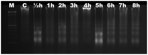 Figure 3. Analyses of agarose gel electrophoresis on root genomic DNA of Triticosecale wittmack (triticale). DNA fragmentation occurred at ½ h. M, 100 bp marker; C, control; h, hour.