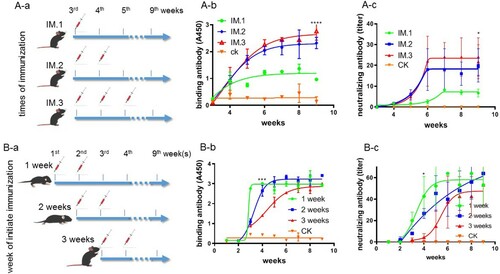 Figure 1. The immunization strategy of hSCARB2 mice and characterization of antibodies generated upon immunization. (A) Generation of antibodies after different repeated immunizations. The mice were immunized one, two, and three times from 3 weeks of age, with an interval of 1 week (N = 5). (A-b) The generation of binding antibodies after immunization, (A-c) the generation of neutralizing antibodies after immunization. Statistical analysis was conducted after the antibodies reached the plateau stage after immunization. (B) The generation of antibodies at different initial age at immunization. The mice were immunized two times from 1, 2, or 3 weeks of age, with an interval of 1 week (N = 5). (B-b) The generation of binding antibodies after immunization, (B-c) the generation of neutralizing antibodies after immunization. Statistical analysis was conducted at the age of 4 and 9 weeks. One-way ANOVA test was used for statistical analysis and the error bar of each group was included *P < .05, ***P < .001, and ****P < .0001.