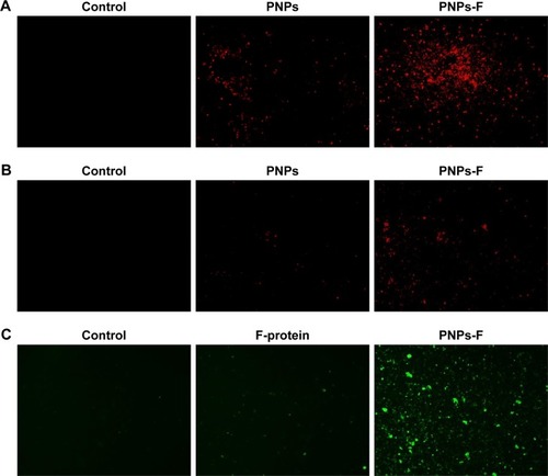 Figure 2 In vitro uptake of PNPs-F by immune cells.Notes: (A) PBMCs and (B) splenocytes were treated with medium or RITC dye-tagged PNPs, or RITC dye-tagged PNPs-F for 4 hours and examined in red channel under fluorescent microscopy at 20× magnification. (C) PBMCs were treated with medium or F-protein, or PNPs-F for 4 hours and immunostained with flagellin antibody, and cells were observed in green channel under fluorescent microscopy at 20× magnification.Abbreviations: F, flagellar; PBMCs, peripheral blood mononuclear cells; PNPs, polyanhydride nanoparticles; RITC, rhodamine B isothiocyanate; PNPs-F, surface F-protein-coated PNPs.