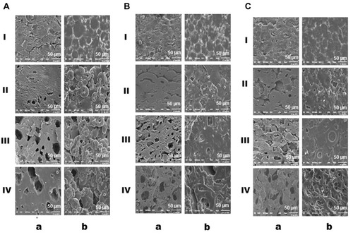 Figure 4 SEM microphotographs of cut-coated tablets.