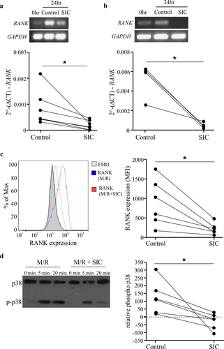 Figure 2. SIC decreases RANK transcript and protein expression and reduces RANKL-induced signaling in pre-osteoclasts. CD14+ monocytes derived from healthy individuals (a, n = 7) or active MM patients (b, n = 4) were cultured with M-CSF overnight, followed by incubation with RANKL for 24 h in the presence or absence of SIC. PCR was performed to assess the level of RANK mRNA, representative endpoint PCR and qPCR analysis (paired t-test) show marked reduction in RANK transcript levels after incubation with SIC. (c) CD14+ monocytes derived from healthy individuals were cultured with M-CSF and RANKL in the presence (red line) or absence of SIC (blue line). Cultures were performed in duplicates and after 2 days cells stained for RANK expression (binding of pacific blue labeled RANK). Levels of RANK protein were significantly reduced after treatment with SIC (paired t-test, n = 6). (d) CD14+ monocytes derived from healthy donors were treated with M-CSF and RANKL for 3 days in the presence or absence of SIC and serum starved for 6 h. After re-incubation with RANKL (100 ng/ml) for 5 or 20 min whole cell lysates were made and probed with antibodies against p38 and phosphorylated p38 MAPK. The percentage of phosphorylation was measured by densitometry and normalized to 0 min of each condition (n = 6). *, p < .05.