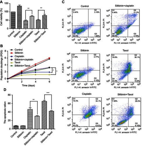 Figure 5 Silibinin reduce cisplatin-induced and taxol-induced hepatotoxicity. (A) The LO2 cells were treated with silibinin (50 μM), cisplatin (24 μM), taxol (4 μM) and silibinin (50 μM) plus cisplatin (24 μM) and/or taxol (4 μM) for 48 h, and then the cell viability was determined by MTT assay. The results were shown as the percentage of cell viability in control group. (B) Proliferation curve of LO2 cells in the presence of silibinin (50 μM), cisplatin (24 μM), taxol (4 μM) and silibinin (50 μM) plus cisplatin (24 μM) and/or taxol (4 μM). (C) silibinin (50 μM), cisplatin (24 μM), taxol (4 μM) and silibinin (50 μM) plus cisplatin (24 μM) and/or taxol (4 μM) treatment induces apoptosis of LO2 cells. Apoptotic cells were assayed by Annexin V/PI staining and FACS analysis. (D) Quantification of (C). Values are the average ± SD of three independent experiments. *p<0.05, ***p< 0.001.