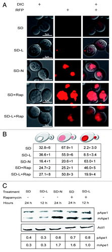 Figure 4. Leucine-starved cells harvested basal levels of Ape1. (A) Representative cells in cultures expressing Ape1-RFP after 12 h (SD-L) and 24 h (SD-N) starvation in the presence or absence of 0.22 µM rapamycin. (B) Average percentage of the population (± standard deviations) showing the indicated phenotypes. Each value was derived from looking at 100–200 cells in 3 independent experiments. (C) Proteins were extracted from PS cultures harvested at the times indicated above, separated by PAGE, transferred to duplicate membranes, and treated with antibodies to visualize Ape1 or actin. The amounts of Ape1 relative to actin are shown in the lower table.