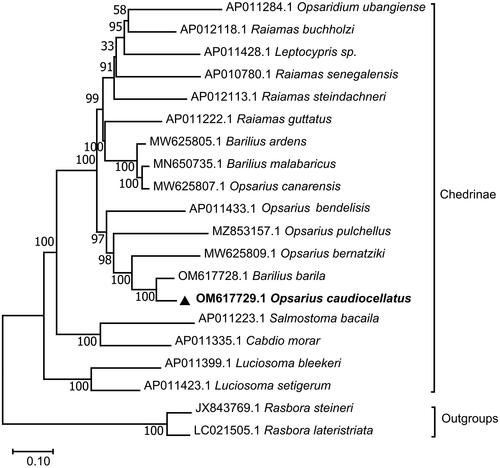 Figure 3. Maximum-likelihood (ML) phylogenetic tree was reconstructed using the concatenated mitochondrial protein-coding genes of O. caudiocellatus and other 19 fish species. Accession numbers were given next to the species’ names. The tree topology was evaluated by 1000 bootstrap replicates. Bootstrap values at the nodes correspond to the support values for ML methods.