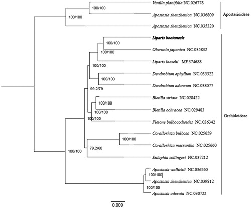 Figure 1. Phylogenetic tree based on 17 complete chloroplast genome sequences of Orchidaceae.