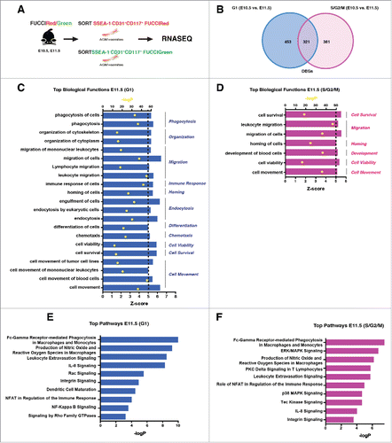 Figure 5. Transcriptional profile of E10.5 and E11.5 FUCCI labeled IAHCs. (A) RNA sequencing experimental scheme. IAHC cell populations (DAPI−SSEA1−CD31+CD117+) from FUCCI-Red (mKO2-CDT1) and FUCCI-Green (mAG-GEMININ) mice were sorted and subjected to RNA sequencing. (cell number, n = 300 – 8000 cells pooled from 2–3 litters per group per age). (B) Venn diagram depicts the number of common and unique genes between G1 (FUCCI-Red) and S/G2/M (FUCCI-Green) IAHCs. We identified 453 unique genes upregulated in G1 E11.5 IAHCs vs. G1 E10.5 IAHCs. Similarly, we identified 381 unique genes upregulated in S/G2/M E11.5 IAHCs vs. S/G2/M E10.5 IAHCs. These 2 groups share 321 common genes. (C) The RNASeq analysis of top biologic functions (z-score >5, p < 0.05) enriched in E11.5 IAHCs at G1 relative to E10.5 IAHCs at G1 identifies the top 11 increased biologic functions involved a variety of cellular processes including: phagocytosis, organization, migration, immune response, homing, endocytosis, differentiation, chemotaxis, cell viability, cell survival and cell movement. z-score ≥ 5 (black dotted line), p-value (red dots) via Fisher's exact test. (D) The RNASeq analysis of top biologic functions (z-score >5, p < 0.05) enriched in E11.5 IAHCs at S/G2/M relative to E10.5 at S/G2/M reveals the top 6 increased biologic functions that are involved in: cell survival, migration, homing, development, cell viability and cell movement. Not surprisingly, these categories are similar to those in E11.5 IAHCs at G1. z-score ≥ 5 (black dotted line), p-value (red dots) via Fisher's exact test. (E) The analysis of canonical pathways (z-score >5, p < 0.05) that are active in E11.5 IAHCs at G1 compared with E10.5 IAHCs at G1 identifies the top 10 activated signaling pathways which include: Gamma receptor-mediated phagocytosis, production of NO, leukocyte extravasation, IL-8 signaling, Rac signaling, integrin signaling, dendritic cell maturation, NFAT signaling, NF-Kappa B singaling and Rho GTPase signaling. (F) The analysis of canonical pathways (z-score >5, p < 0.05) that are active in E11.5 IAHCs at S/G2/M compared with E10.5 IAHCs at S/G2/M identifies the top 10 activated signaling pathways which include: Gamma receptor-mediated phagocytosis, ERK/MAPK signaling, production of NO, PKC delta signaling, leukocyte extravasation, NFAT signaling, p38 MAPK signaling, Tec Kinase signaling, IL-8 signaling and integrin signaling.