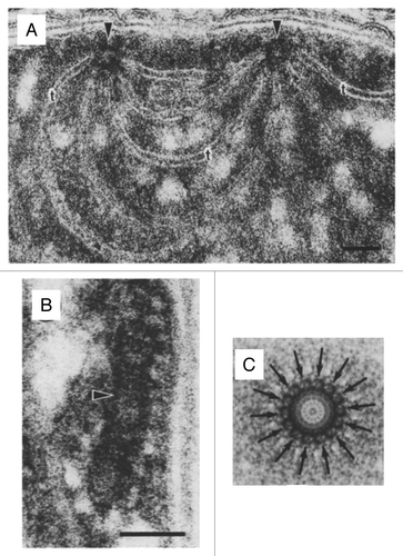 Figure 1. Features of cyanobacterial thylakoid centers. (A) Thylakoids radiating from 2 thylakoid centers (arrows) forming an interconnection between 2 centers in Pleurocapsa minor (bar = 50 nm). (B) Longitudinal section of a thylakoid center (arrow) in Anabaena cylindrica (bar = 50 nm). (C) Markham rotation enhancement of a thylakoid center from Dermocarpa violaceae. The distinct 14-subunit pattern is marked with arrows. Adopted from Kunkel (1982).Citation13